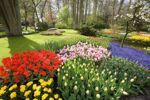 Riviercruise & Keukenhof (7)